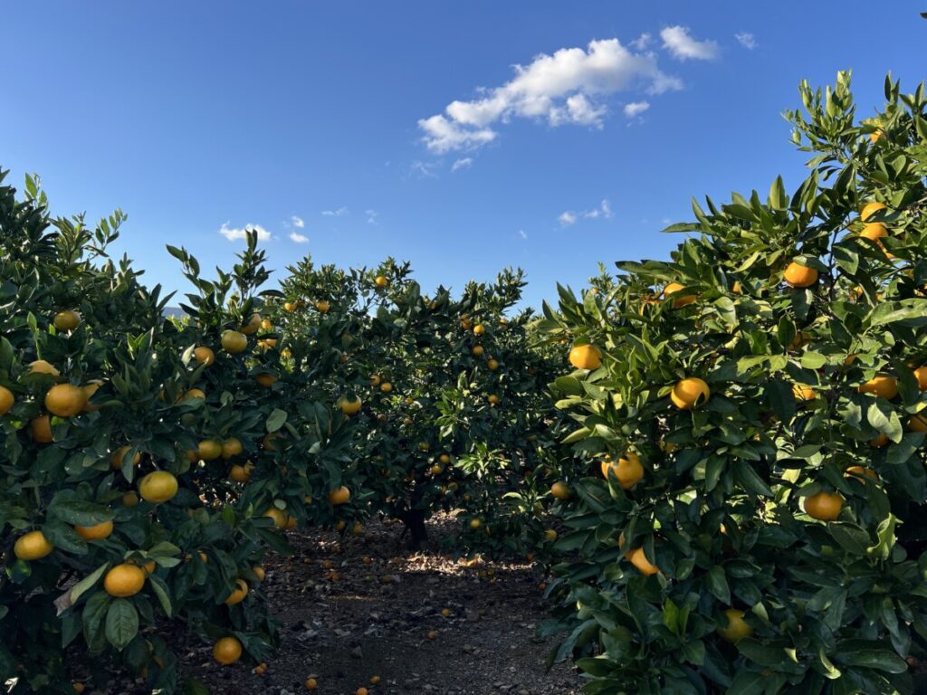 三ヶ日みかんの特別な魅力　浜松の食やまちの文化や触れる物語
